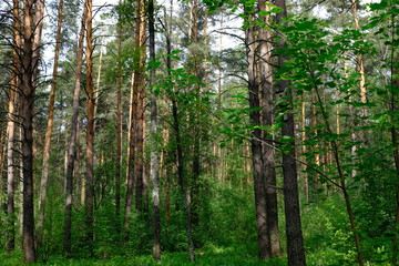 Fototapeta premium Siberian deciduous forest in summer
