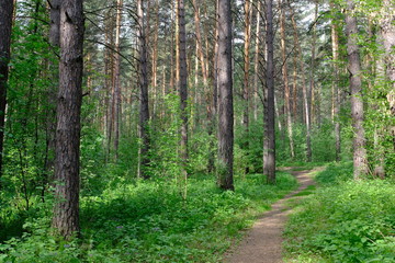 Siberian deciduous forest in summer