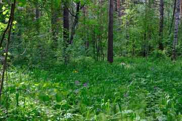 Obraz na płótnie Canvas Siberian deciduous forest in summer