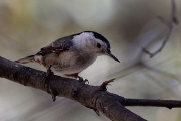 A nuthatch searches for a meal in Cheyenne, Wyoming