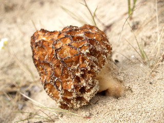 Morel conic (Morchella conica Pers.), growing on sand