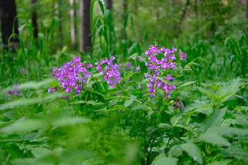 Siberian deciduous forest in summer