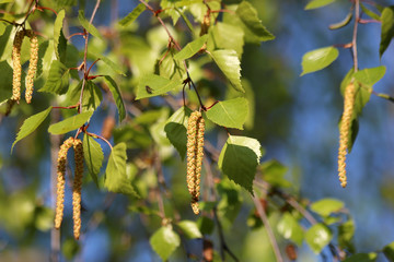 Branch and leaves of birch tree