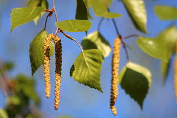 Branch and leaves of birch tree