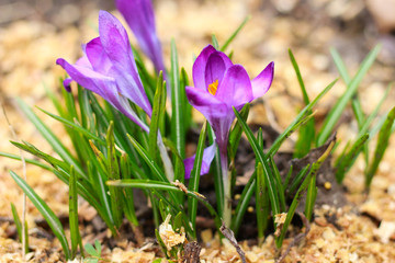 beautiful purple crocus