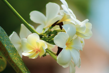 Fototapeta na wymiar tropical flowers background, white plumeria closeup on a tree