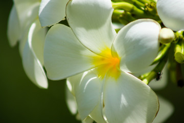 tropical flowers background, white plumeria close up macro