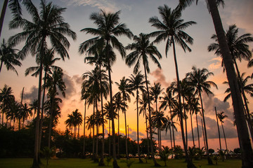 Fototapeta na wymiar palm tree silhouette on orange sunset background
