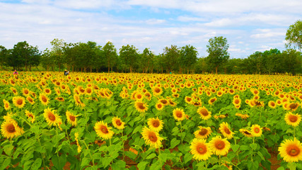 Fototapeta na wymiar These are sun flowers park or flora park that people growing and keeping for tourist to visit for sightseeing and education at Buriram,Thailand.