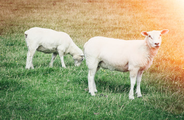 Naklejka na ściany i meble lamb on green grasland