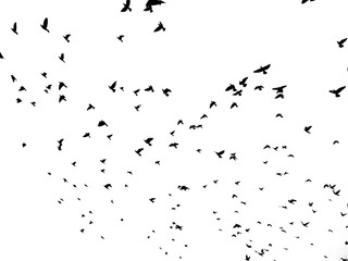  flock of flying birds