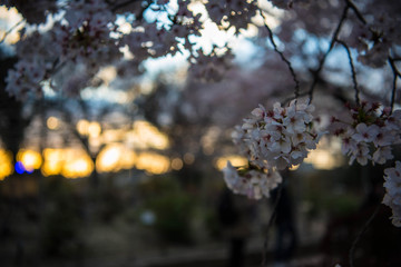 cherry blossom in the city, Japan