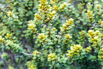 OIearia Alpine Tree Daisy in Tongariro National Park in New Zealand