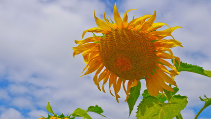 These are sun flowers park or flora park that people growing and keeping for tourist to visit for sightseeing and education at Buriram,Thailand.