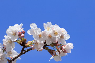 cherry blossoms bloom and blue sky