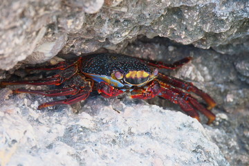 crab on the rock Loreto Isla Danzante Baja California mexico