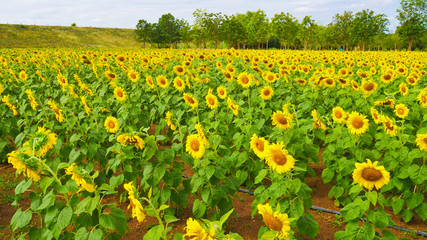 These are sun flowers park or flora park that people growing and keeping for tourist to visit for sightseeing and education at Buriram,Thailand.