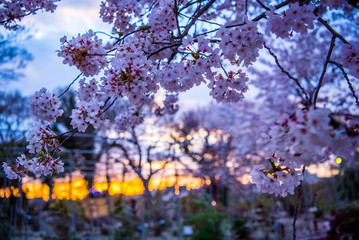 cherry blossom in the city, Japan
