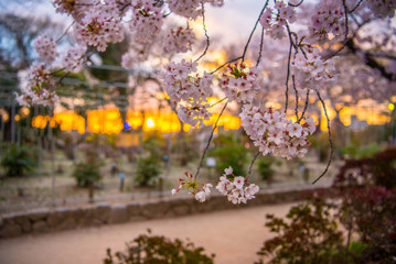 cherry blossom in the city, Japan