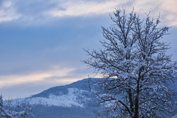 Snow covered trees