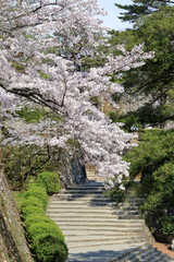 高知城へ続く石段　春