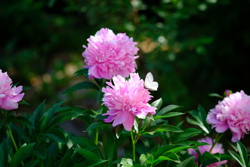 Obraz premium beautiful Siberian garden flowers