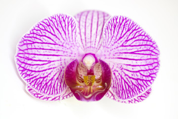 Close up of blooming purple orchid