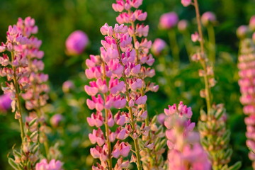 Obraz premium beautiful Siberian garden flowers