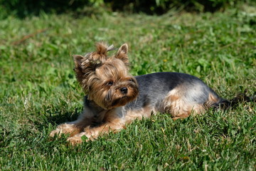 little yorkshire terrier walks in the grass