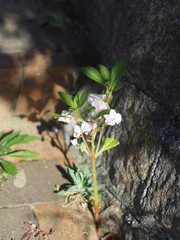 植物