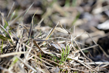 Dry grass in the spring forest close up