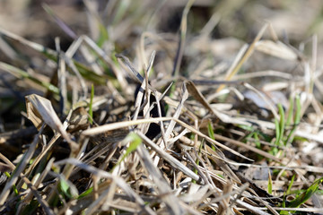 Dry grass in the spring forest close up