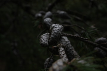 cones of pine