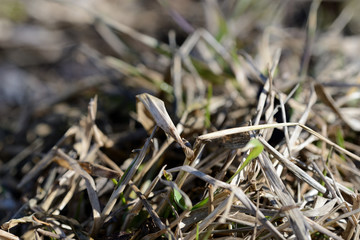 Dry grass in the spring forest close up
