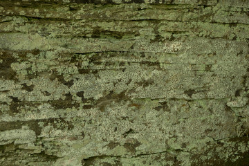 Obraz na płótnie Canvas Algae on Gorge Wall Texture