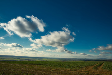 Saat unter bewölktem Himmel