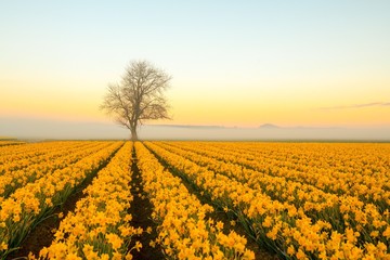 A lone tree standing behind colorful rows of daffodils on a foggy morning in Washington state