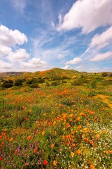 Orange poppy fields during California Super Bloom at Walker Canyon