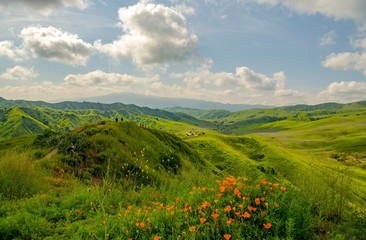 Poppies and green hills line the trails in spring at Chino Hills park - 259152691