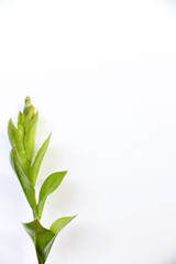isolated leaves on white background
