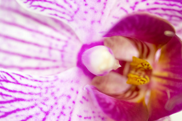 Fototapeta na wymiar Close up of blooming purple orchid