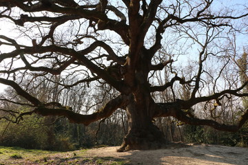 Fototapeta premium Tree moment 