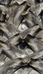 bark of palm tree texture
