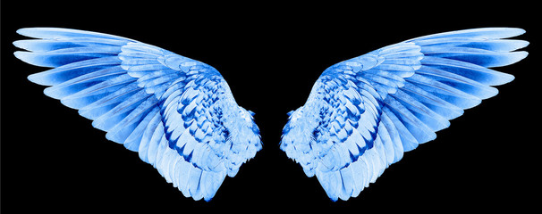 white wings isolated on black background