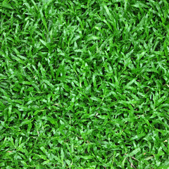 green grass lawn with lush on ground texture