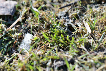 Fresh new green grass in a clearing in the forest close up