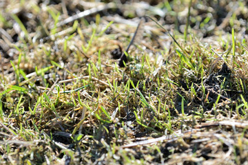 Fresh new green grass in a clearing in the forest close up