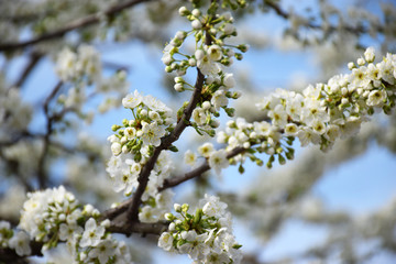 Flowering branch of cherry on a blue sky. Spring flowering of fruit trees in the garden. White color cherry closeup with selective focus. Spring blooming sakura cherry flowers branch.