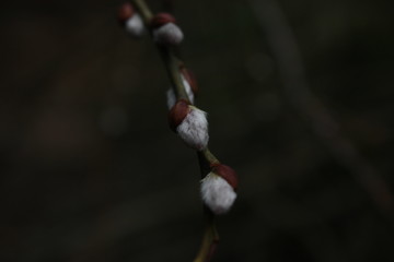 The beginning of spring