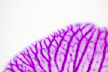 Close up of orchid leaf